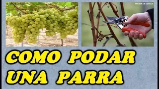 Podar una Parra de Uva // Todo Huerta y Jardín