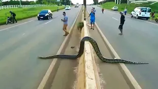 カメラが捉えた！信じられないような動物の決定的瞬間映像