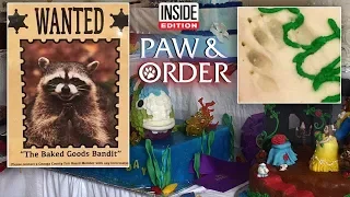 Paw & Order: Masked Bandit Eats Best-in-Show Baked Goods at County Fair