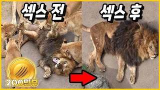 한달 이내로 3000번 교미 당하고 현자 타임이 강하게 와버린 사자의 표정