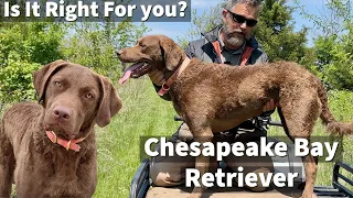 Chesapeake Bay Retriever | Is It Right For You?