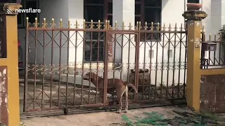 Hapless dog rescued after getting stuck in metal gate