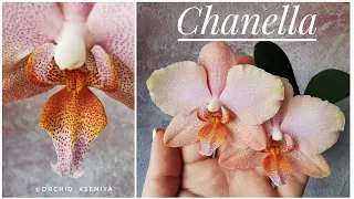 Шанелла - первое цветение phal. Chanella. Редкая, изящная, нежная орхидея фаленопсис