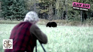 British Columbia Black Bear