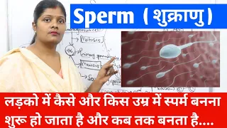 लड़कों में शुक्राणु या स्पर्म किस उम्र में कैसे और कब तक बनता है | which age sperm production start