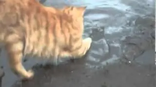 Cat playing in a muddy puddle