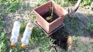 CUTTINGS OF ROSES IN POTATO