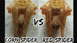 Corn spider vs red spider  who's strongest/ spider fight