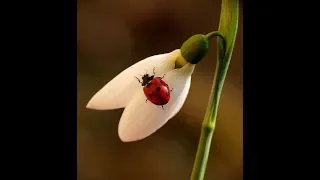 *** - Giovanni Marradi - Prelude  -/ DOUBLE BEAUTIES  -The Messenger of Spring /  - ***