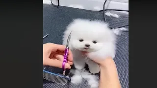 Tik Tok Chó Phốc Sóc Mini 😍 Cute Pomeranian Videos (P35)