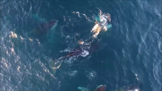 Drone Captures Mesmerising Whale Breaching Near Cape Town