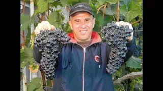 Виноград Шахтёр. Сезон 2017. (Grapes Shakhtor. Season 2017).