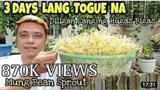 Paggawa ng Homemade Togue | Mung Bean Sprout