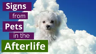 Animals in the Afterlife - the Top 5 Signs from Your Pet Angel - Animal Communicator explains them