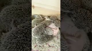 Cute Baby Hedgehogs #shorts #hedgehog #babyhedgehogs