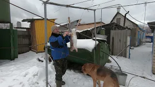 Что стало с зайцем после выжлеца. Разделка зайца , дробь в сердце.