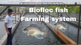Biofloc fish farming, How to start biofloc fish farming sialkot