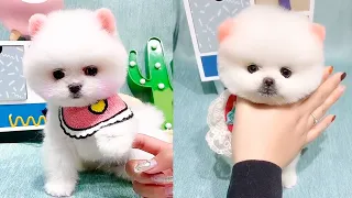 Cute and Funny Pomeranian Videos 92 #Shorts