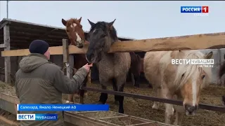 Уроженец Чувашии возрождает уникальную северную породу лошадей в Салехарде