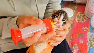 Trying to rescue the life of poor abandoned newborn kitten crying for mom