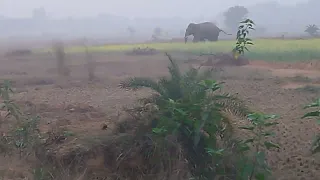 🐘