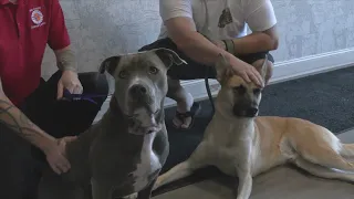 Inmates training dogs for Adoption