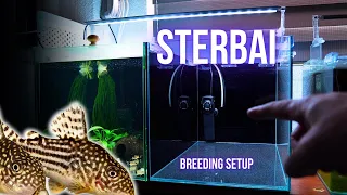 I made ULTIMATE BREEDING SETUP for STERBAI CORYDORAS | BREEDING FOR PROFIT