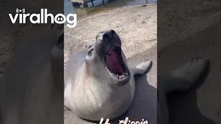 Neil The Seal Goes Out On The Town || ViralHog