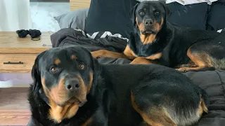 Life With Rottweilers 101