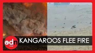 Video Shows Troop of Kangaroos Fleeing Australia Bushfires