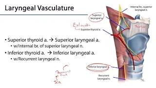Larynx, Pharynx and CST LO 7 - Laryngeal Neurovasculature