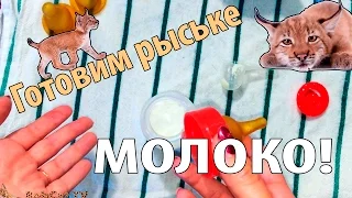 Готовим молоко для выкармливания котёнка рыси