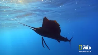 The Sailfish Frenzy | Fish Frenzy