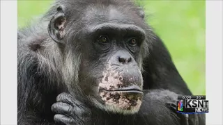 Oldest chimp at Kansas City Zoo dies