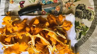 Processing and Cooking Chanterelles