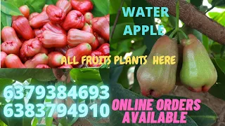 WATER APPLE FRUIT PLANT || JAVA APPLE || RARE FRUITS PLANTS AVAILABLE #fruits #online #apple