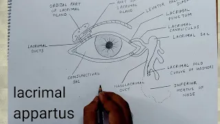 how to draw Lacrimal apparatus  I Human anatomy