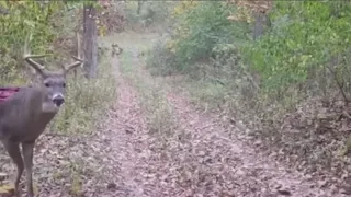 Trail Cam-Dear