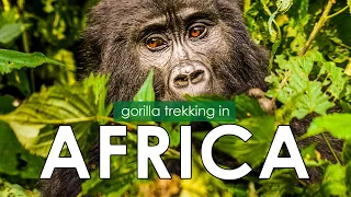 Gorilla Trekking 🇺🇬 Bwindi Impenetrable Forest, Uganda