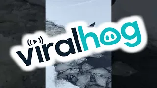 Canadian Men Rescue Moose That Fell Through Ice || ViralHog