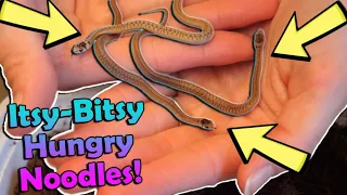 Feeding our TINIEST Snakes!