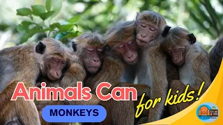 Animals Can / All About Monkeys