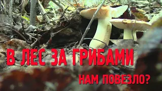 Влог -  В ЛЕС ЗА ГРИБАМИ 2020 🌲