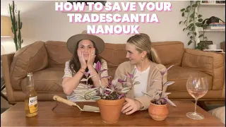 How to Fill Out a Leggy Tradescantia Nanouk | Easy Soil Propagation Tutorial