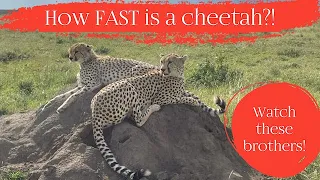 Cheetah Brothers Running FULL speed!