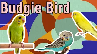 We have a new pets! | the Budgies Bird 🦜