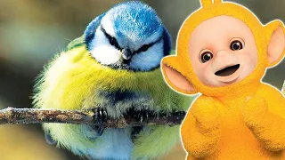 Blue Bird and more Teletubbies - 3 Hours of Teletubbies!