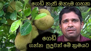 ගෙඩි හැදෙන්නේ නැති ඔනෑම ගහක මේ ක්‍රම වලින් ගෙඩිගන්න පුලුවන් Any tree that does not produce fruit can