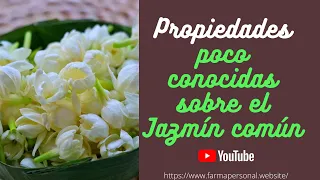 Propiedades poco conocidas del Jazmín común (Jasminum officinale).