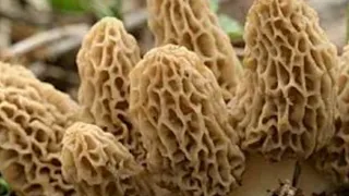 2023 How to find Morel mushrooms  around hannibal  missouri   and secrets  you don't know